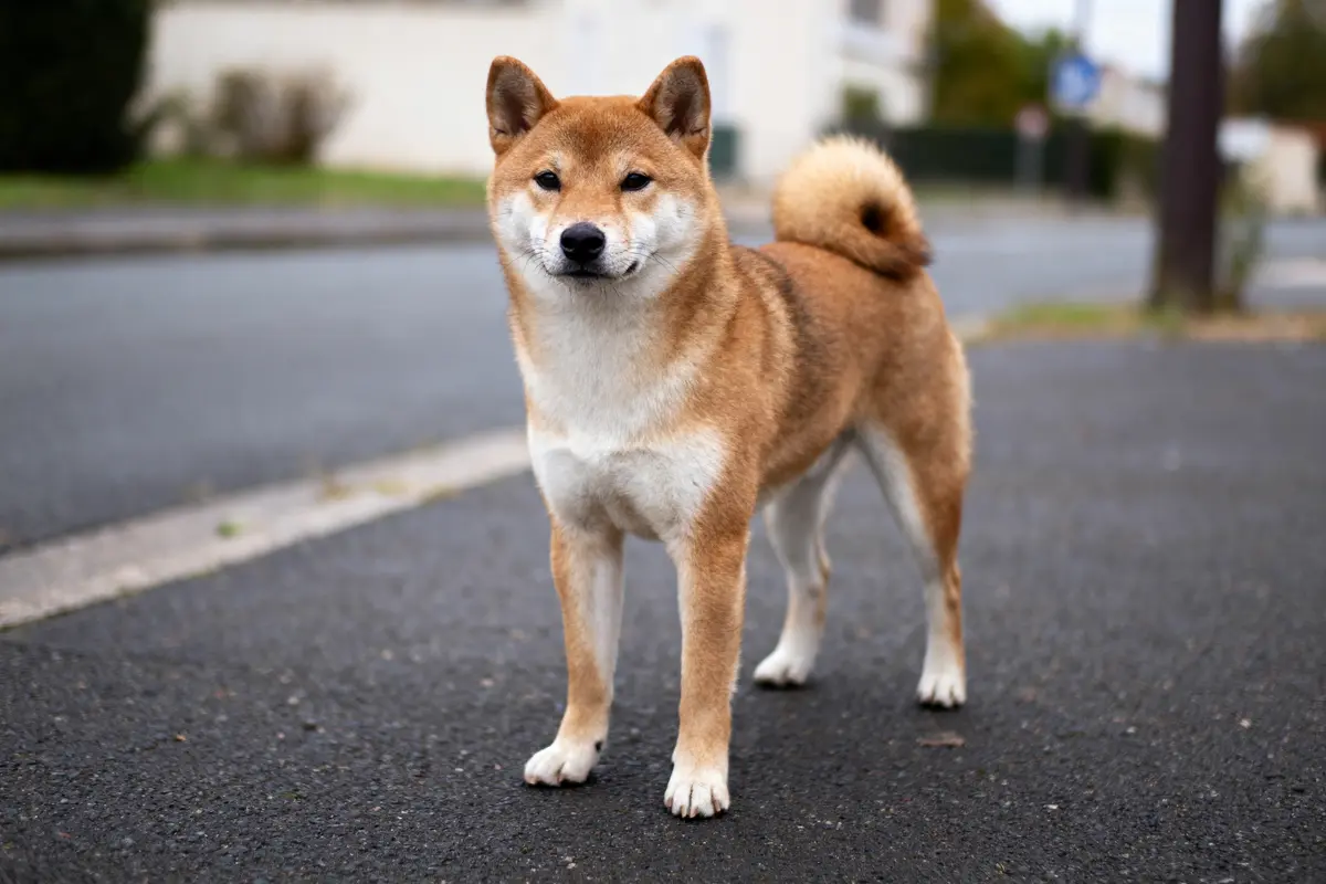 Chien de race Shiba Inu debout sur route, regardant directement, environnement urbain flou.