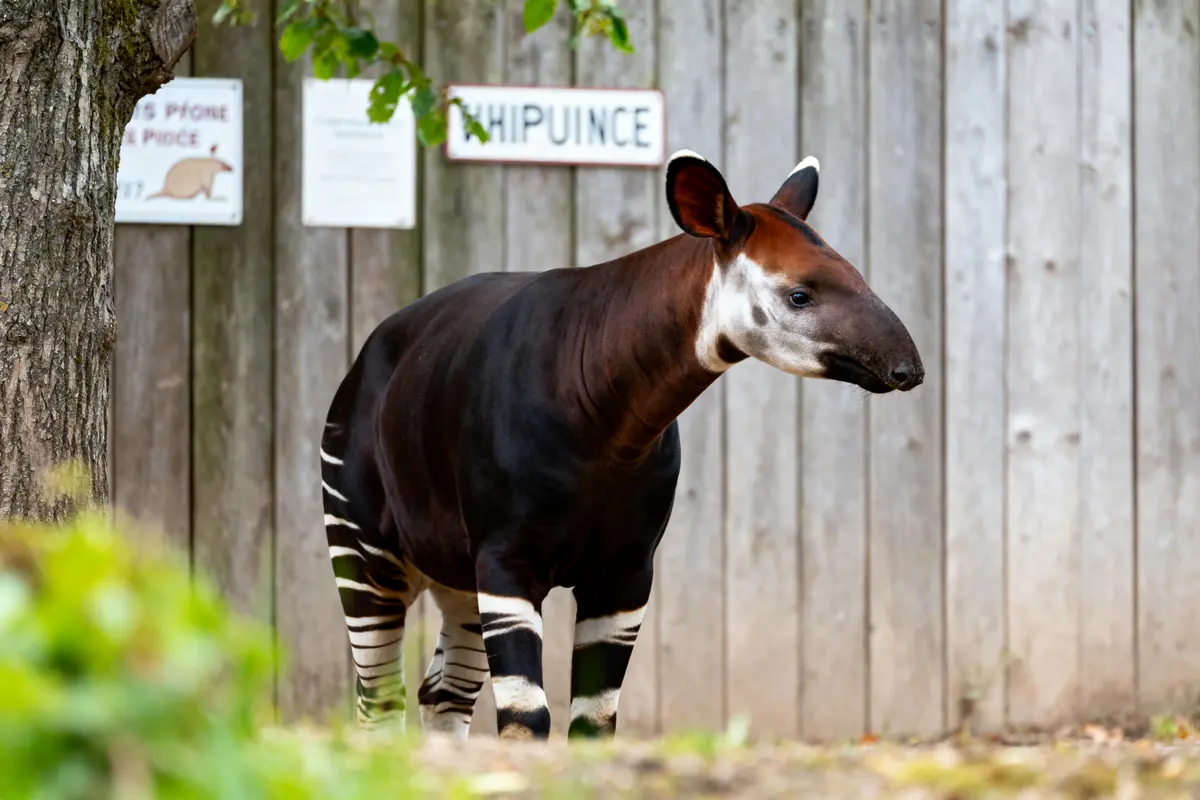 Un okapi marche devant une clôture en bois dans un environnement verdoyant.