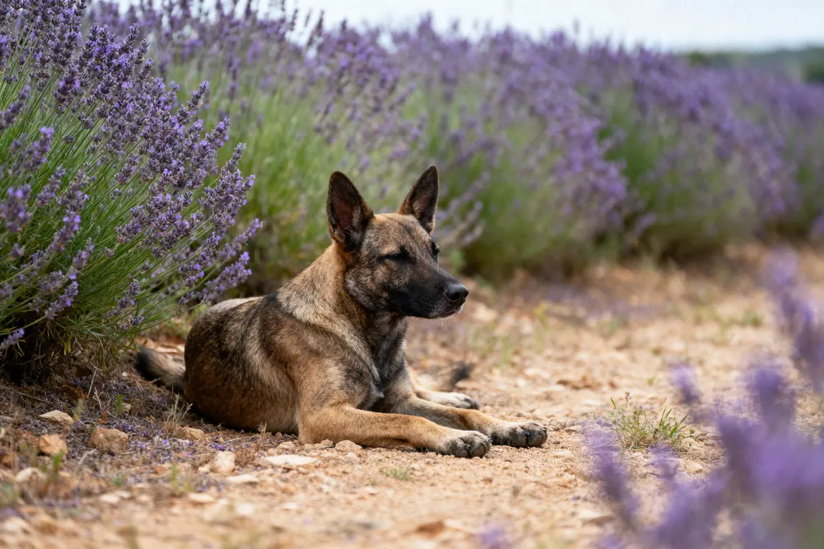 Chien couché dans un champ de lavande, sur un chemin de terre, par temps calme.