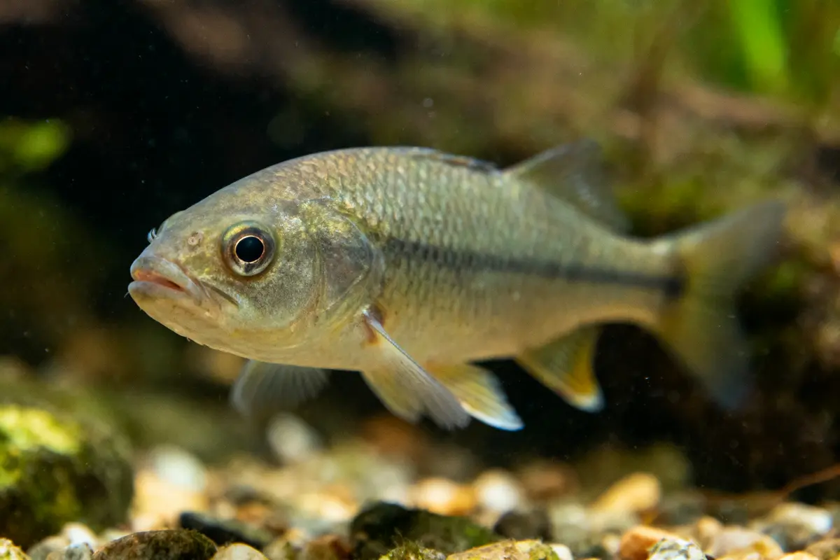 Poisson nageant près du fond rocheux, dans un aquarium ou un environnement aquatique naturel.