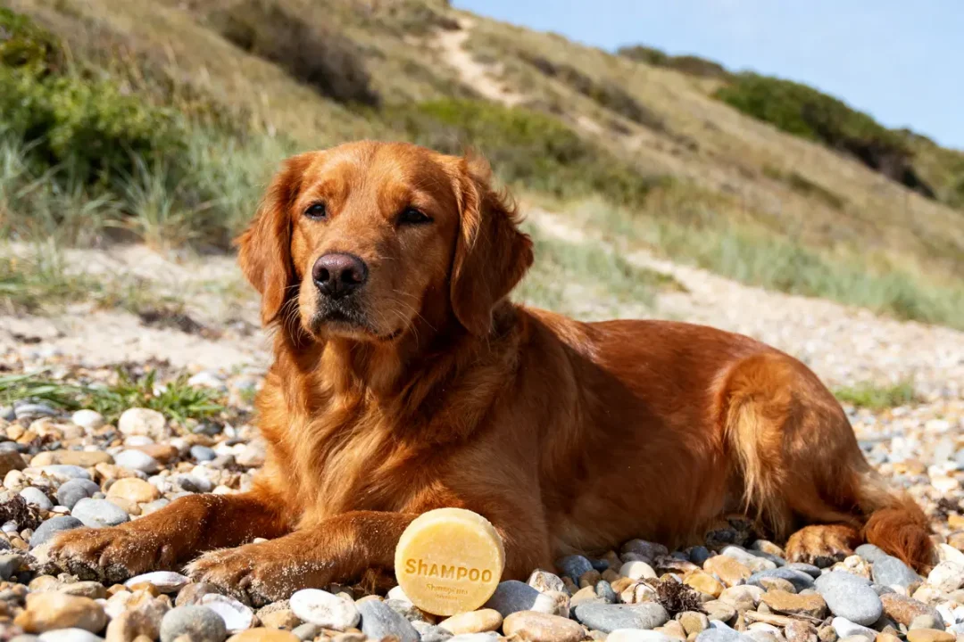 Chien allongé sur la plage avec savon pour chien, collines en arrière-plan, journée ensoleillée.