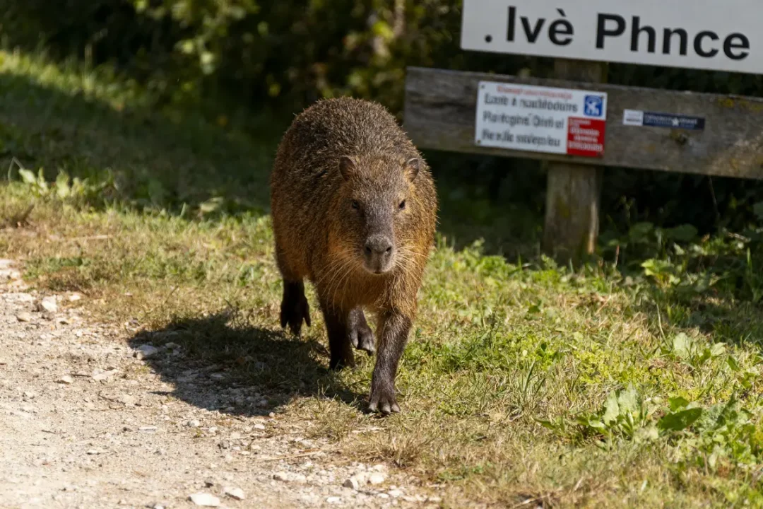 Un ragondin marche sur un chemin de terre près d'un panneau en plein air.