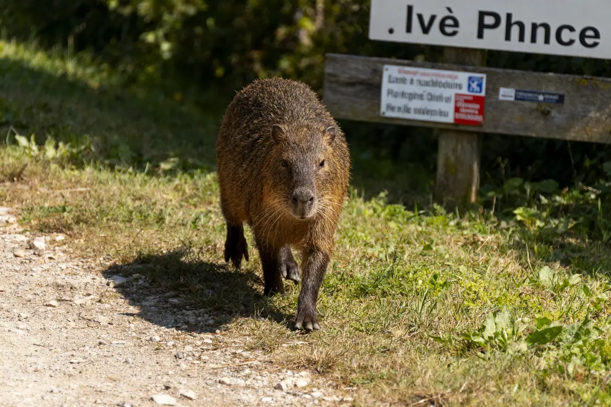 Un ragondin marche sur un chemin de terre près d'un panneau en plein air.