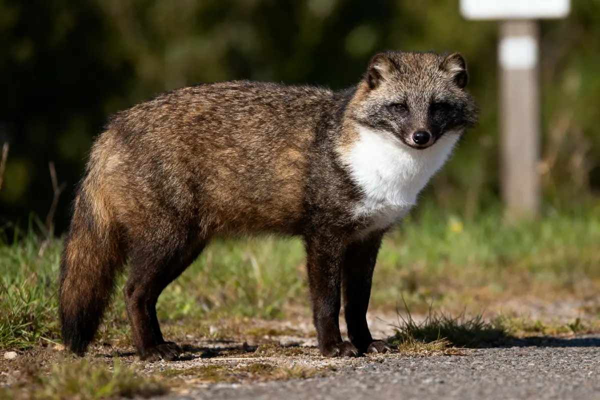 Un chien viverrin brun au pelage épais, debout sur une route ensoleillée.