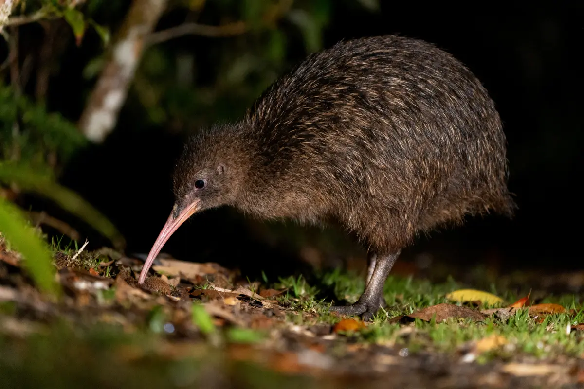Oiseau kiwi marron cherchant de la nourriture au sol, en forêt sombre.