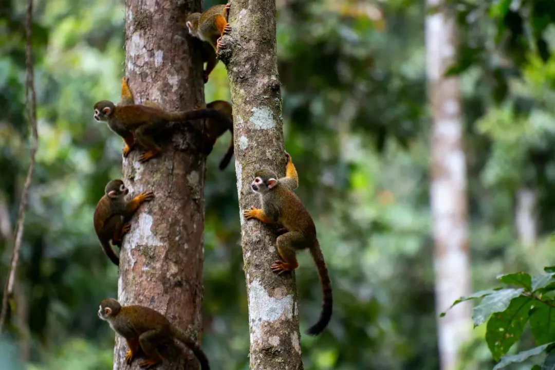 Des singes écureuils grimpent sur des arbres, entourés de forêt tropicale verdoyante.