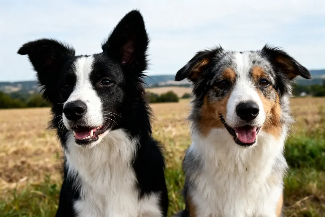 Deux chiens heureux, l'un noir et blanc, l'autre tricolore, dans un champ ensoleillé.