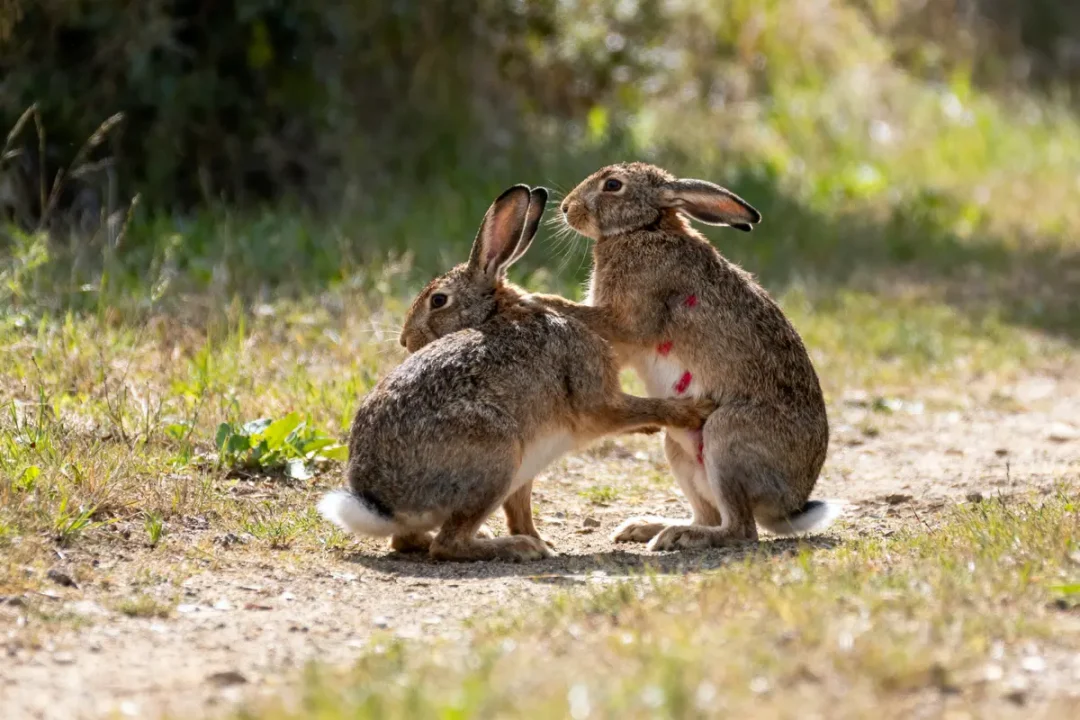 Deux lapins bruns sur un chemin de terre, l'un semble blessé. Arbustes flous en arrière-plan.