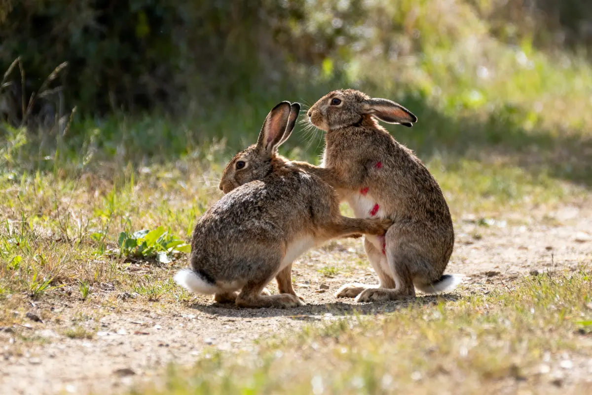 Deux lapins bruns sur un chemin de terre, l'un semble blessé. Arbustes flous en arrière-plan.