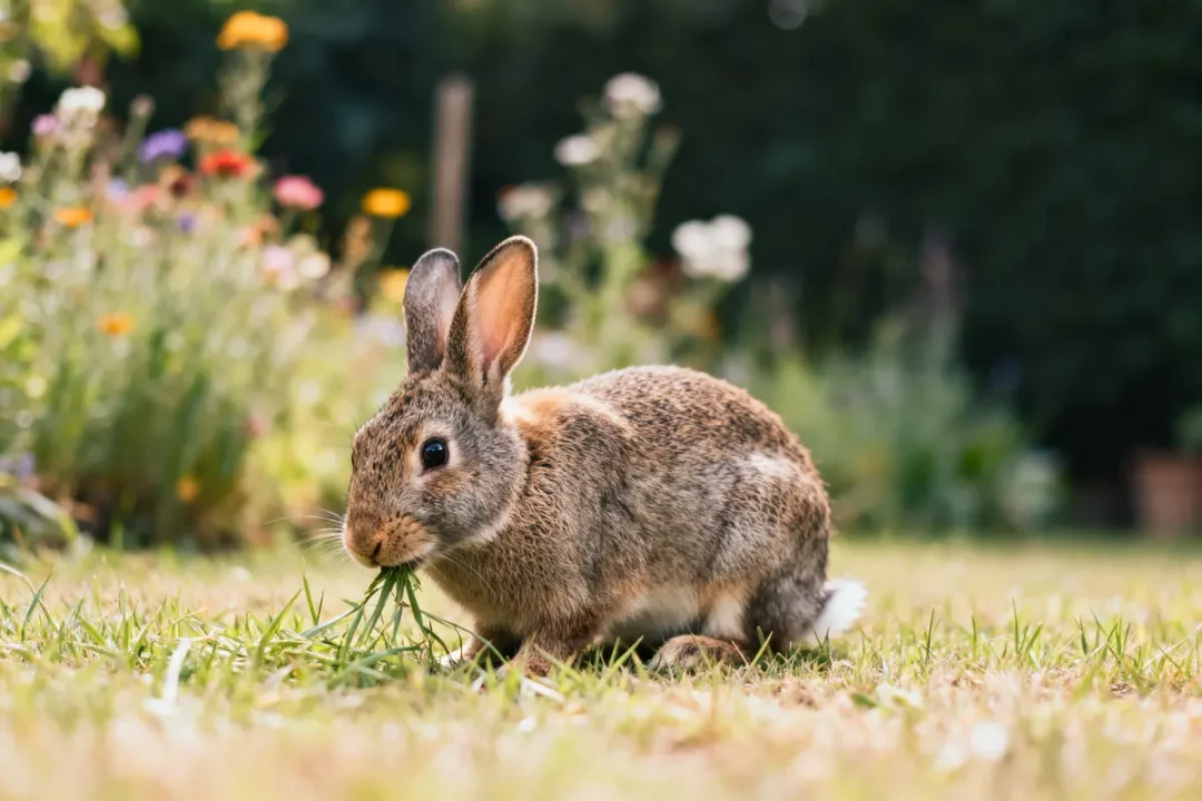 Lapin brun mangeant de l'herbe dans un jardin fleuri ensoleillé.
