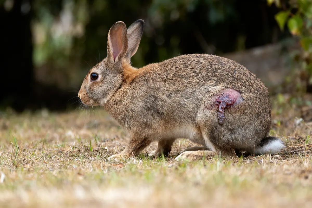Lapin sauvage avec grosse blessure sur le flanc droit, dans un environnement herbeux et naturel.