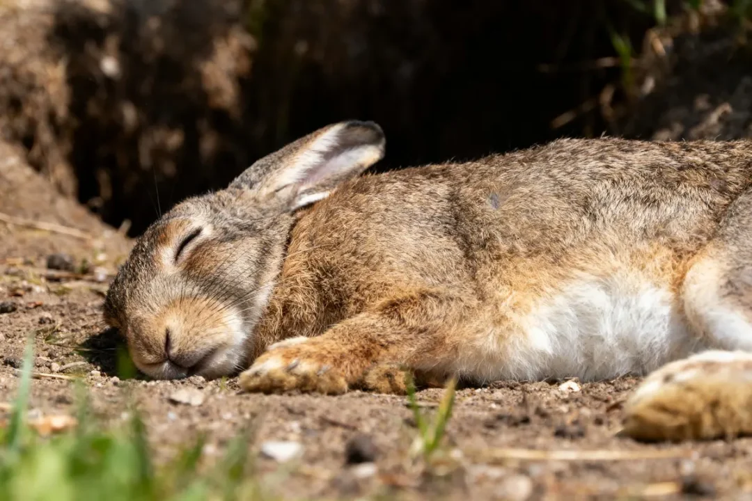 Lapin brun endormi allongé sur le sol en plein soleil, herbes en arrière-plan.