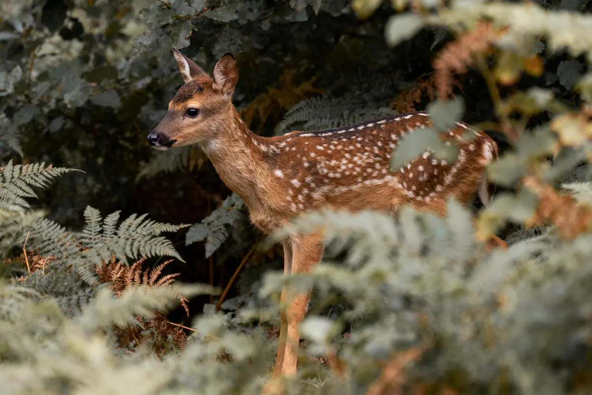 Jeune cerf tacheté marchant parmi des fougères dans une forêt verdoyante, regard attentif vers la gauche.