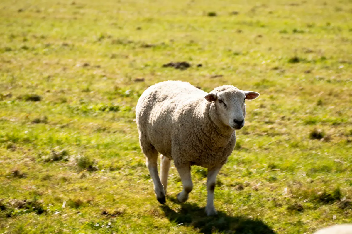 Mouton se promenant seul dans un champ verdoyant ensoleillé, pelage épais et regard serein.