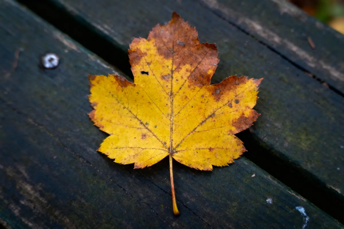 Feuille d'érable jaune et brune sur une table en bois sombre.