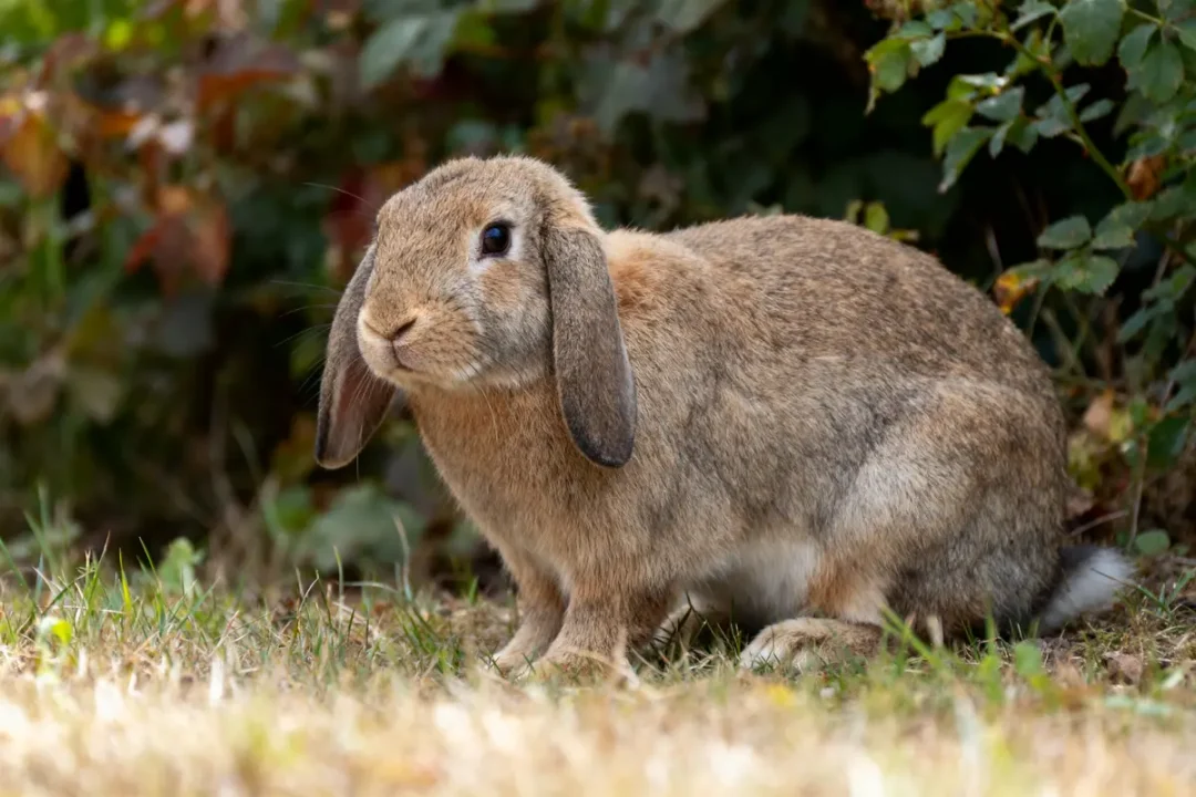 Lapin brun aux longues oreilles assis sur l'herbe, entouré de feuillage vert.