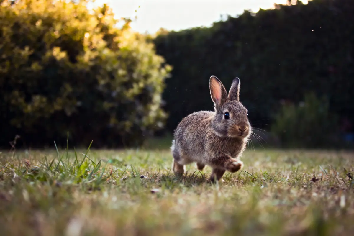Lapin brun courant dans l'herbe avec des buissons en arrière-plan, sous une lumière douce.