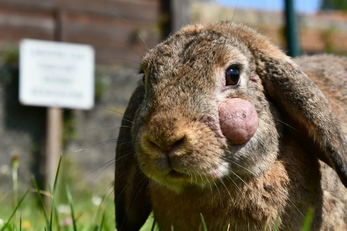 Lapin marron avec grosseur sur la joue, en plein air, herbe verte en arrière-plan flou.