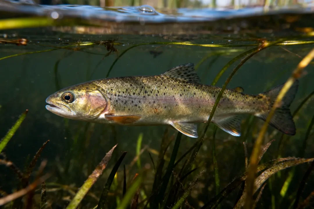 Truite nageant sous l'eau parmi les plantes aquatiques, lumière naturelle.