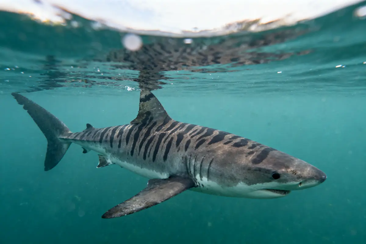 Requin tigre nageant sous l'eau turquoise, montrant ses rayures caractéristiques.