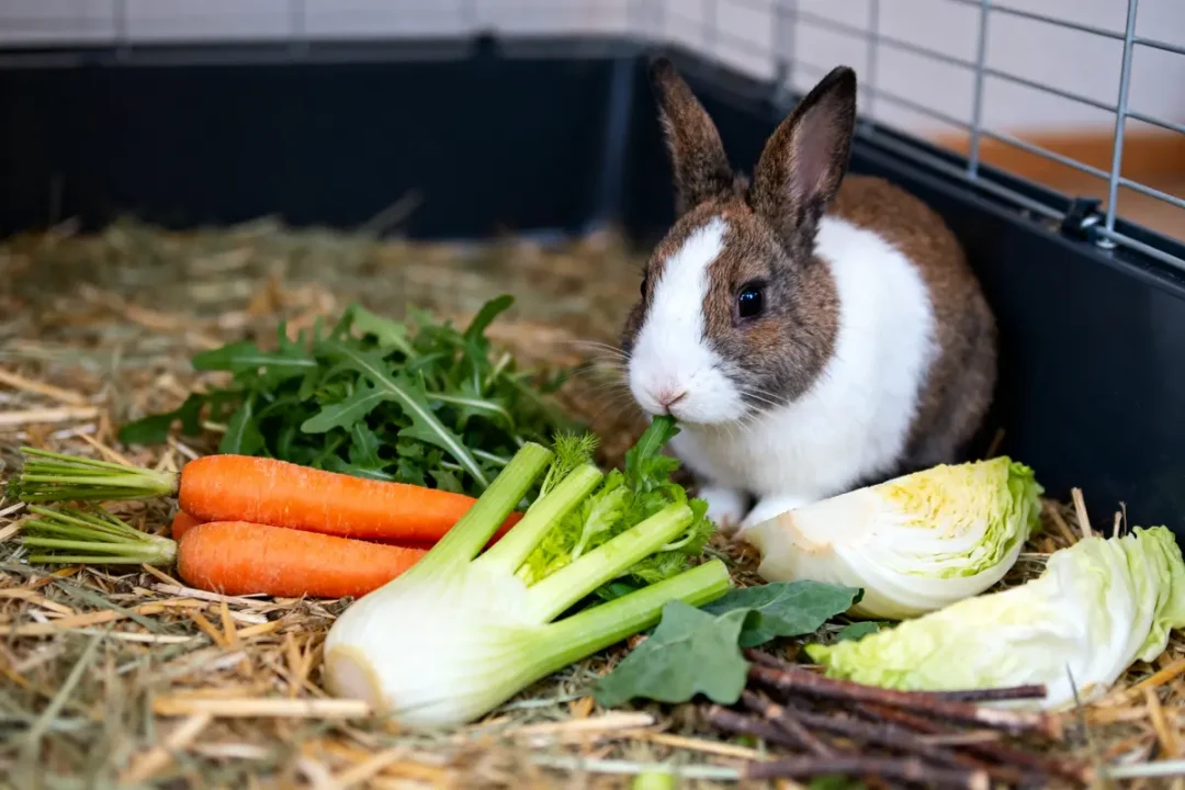 Lapin mangeant des légumes variés dont carottes, roquette et fenouil dans une cage sur de la paille.