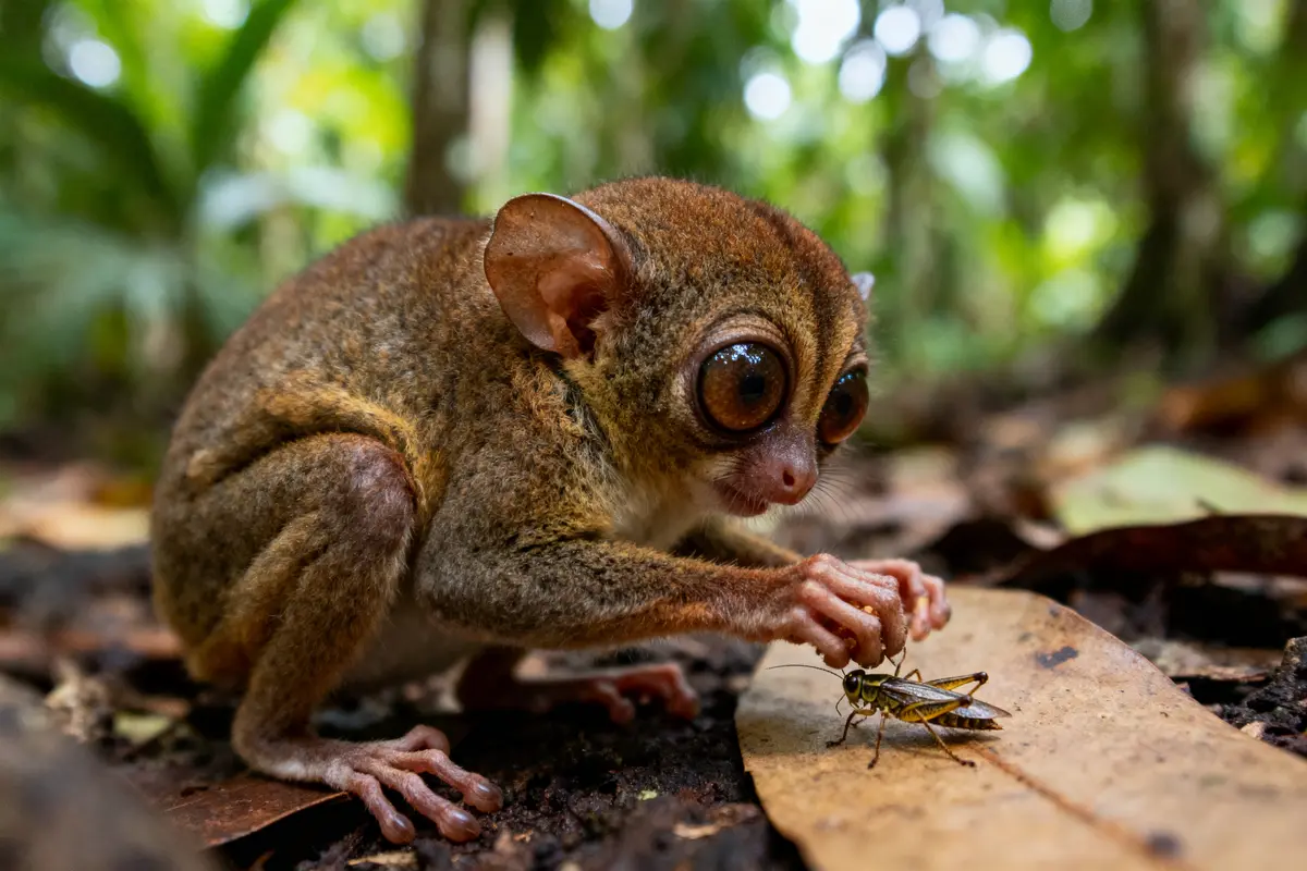 Petit animal aux grands yeux observant un insecte sur une feuille dans la forêt.