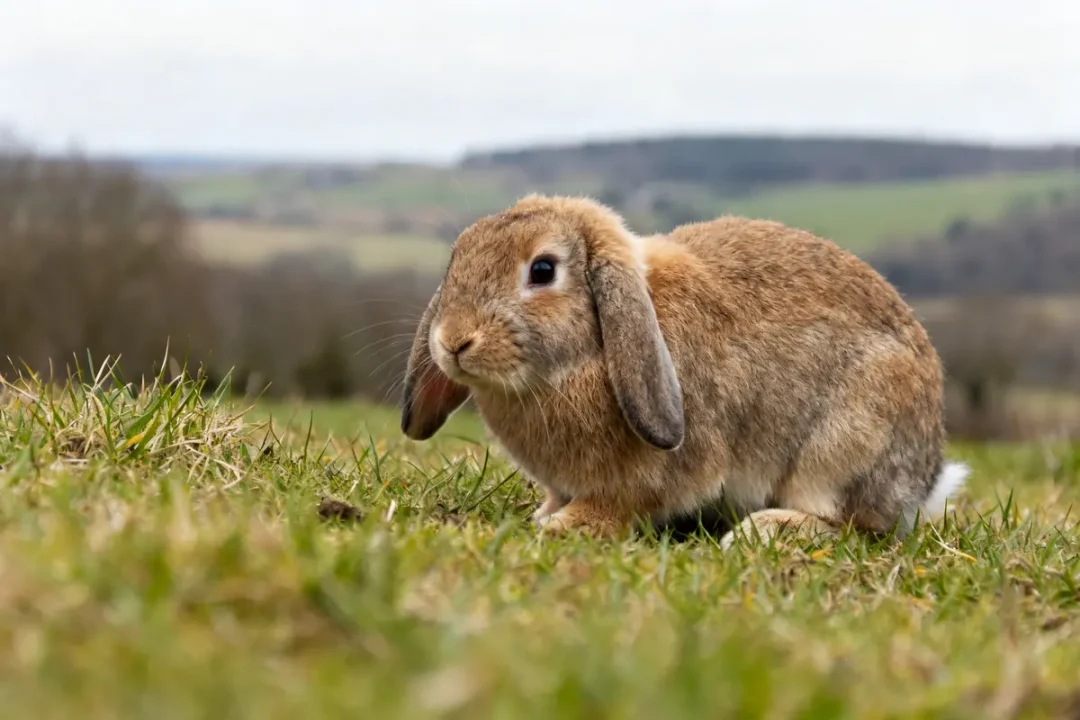 Lapin Holland Lop marron broutant l'herbe dans un champ verdoyant en arrière-plan flou