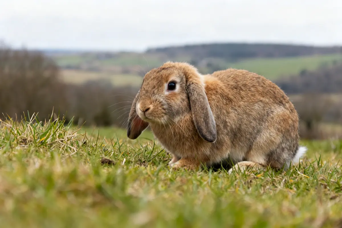 Lapin Holland Lop marron broutant l'herbe dans un champ verdoyant en arrière-plan flou