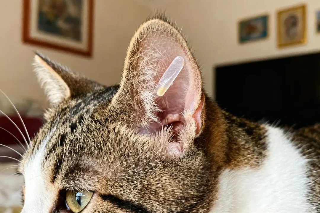 Chat tigré avec seringue d'application de Mirataz pour chat sur l'oreille droite