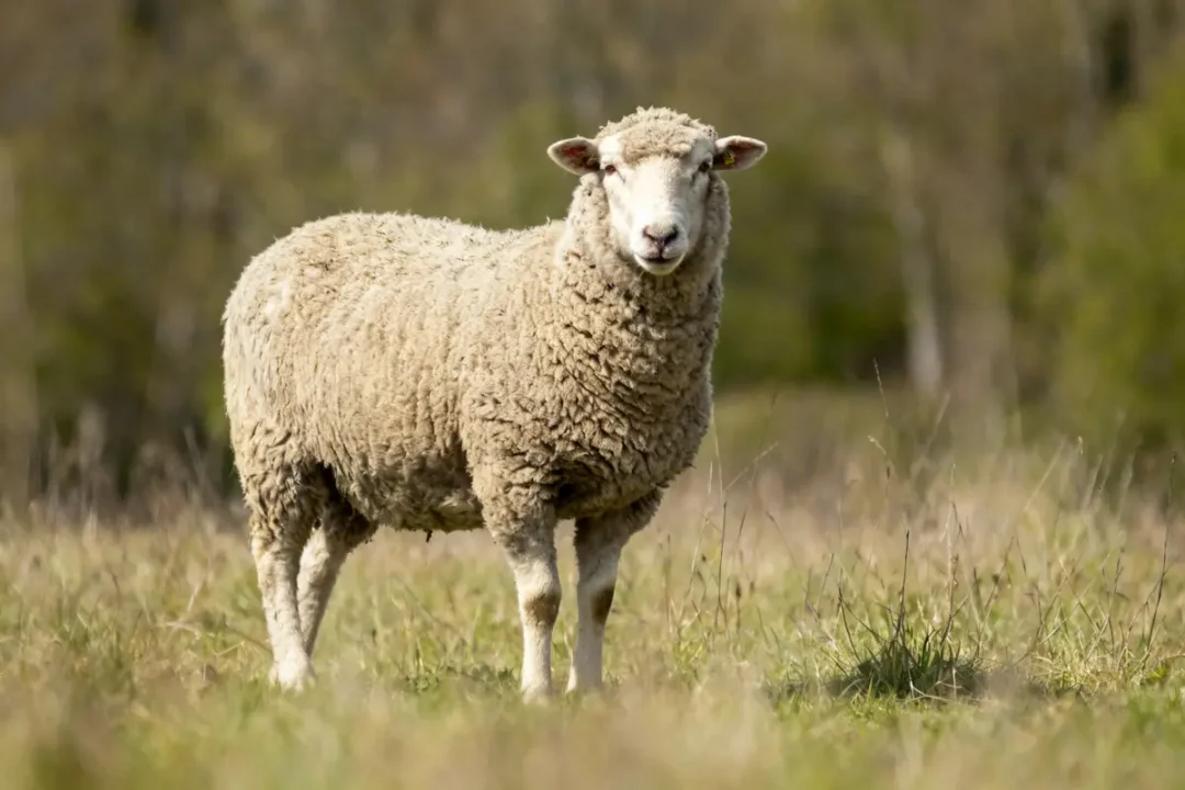 Un mouton dans un champ verdoyant devant des arbres en arrière-plan Sredneasiatskaïa ovtcharka