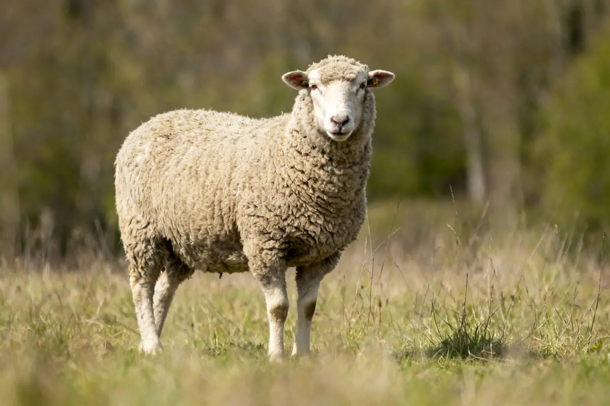 Un mouton dans un champ verdoyant devant des arbres en arrière-plan Sredneasiatskaïa ovtcharka