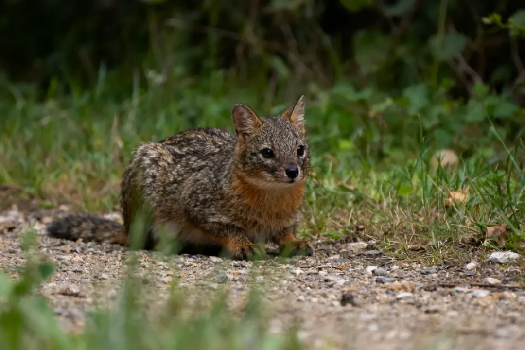 Un animal en g à poils courts assis sur un chemin terreux bordé de verdure