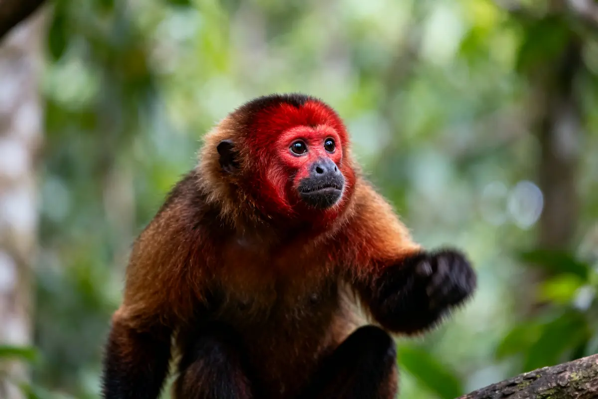 Singe à face rouge dans la jungle, un animal en u dans son habitat naturel