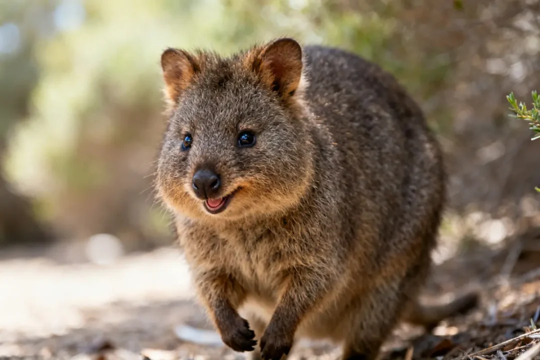 Animal quokka souriant dans la nature, capturé de près, marchant sur un sol boisé