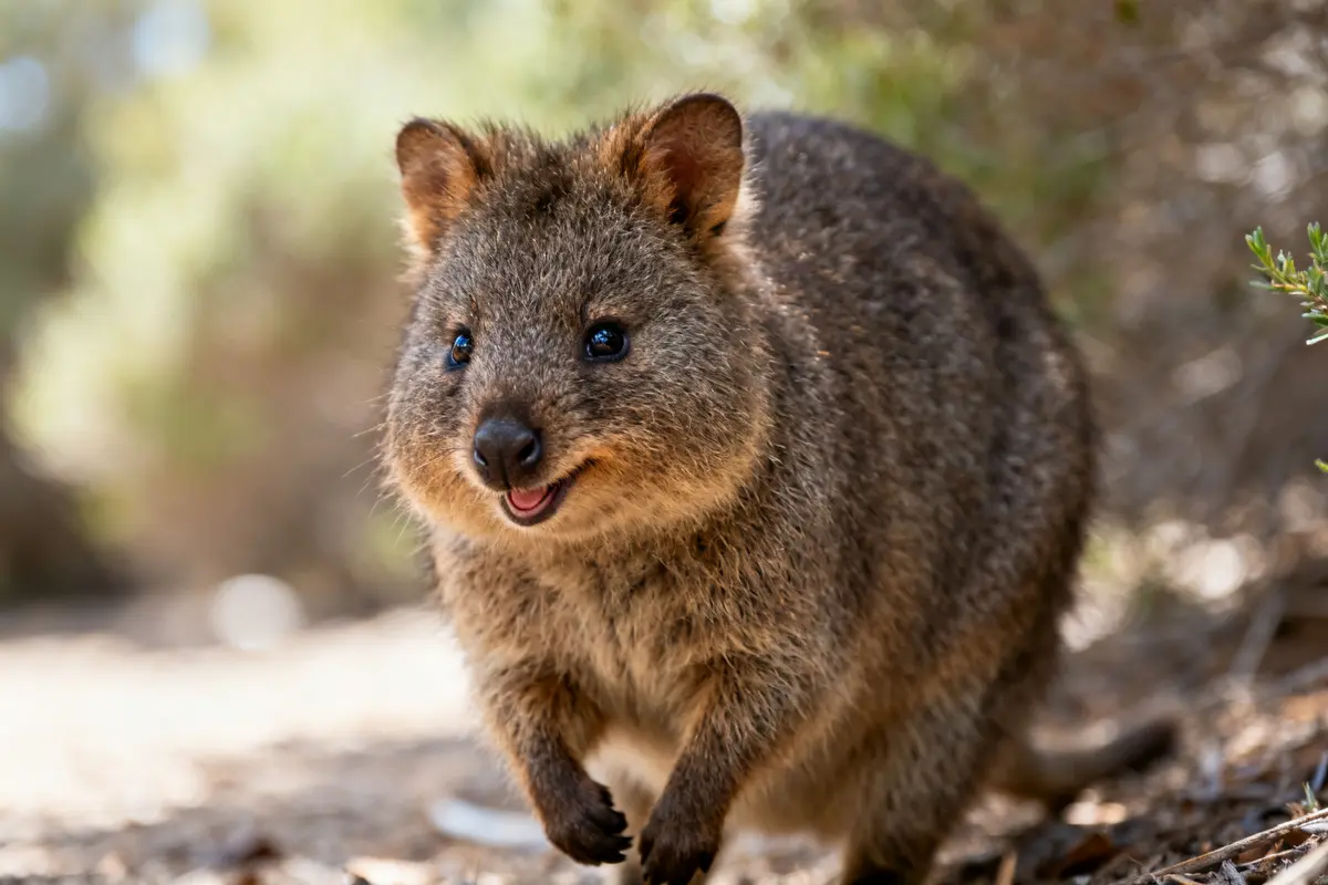 Animal quokka souriant dans la nature, capturé de près, marchant sur un sol boisé