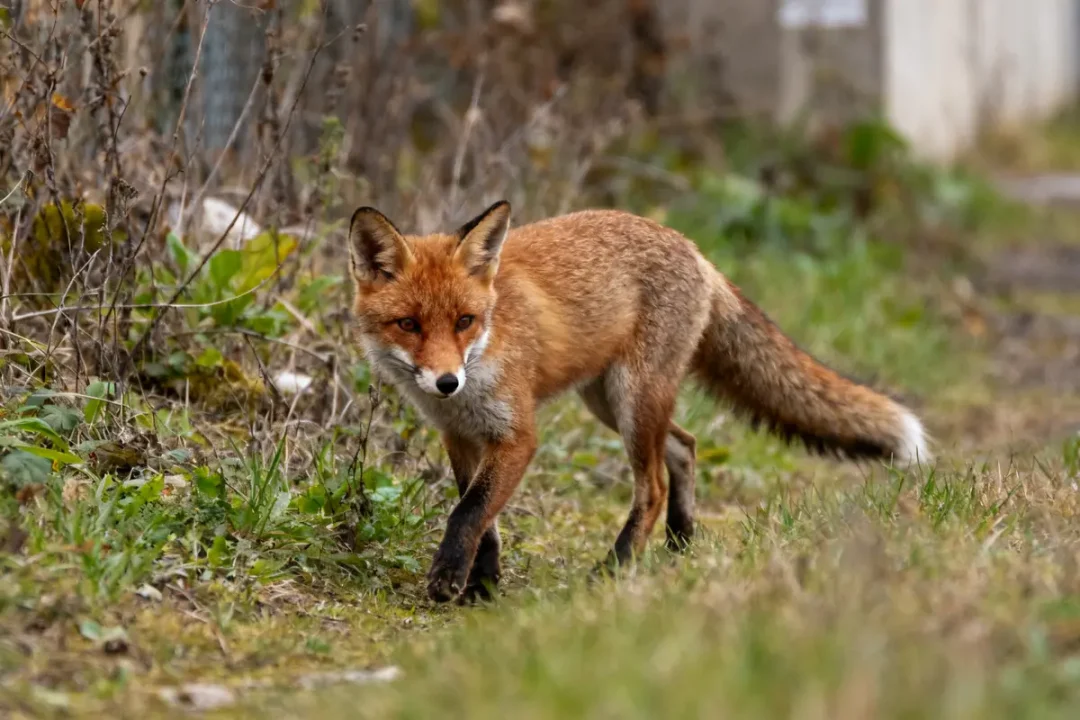 Animal renard roux marchant dans un sous-bois verdoyant en pleine nature