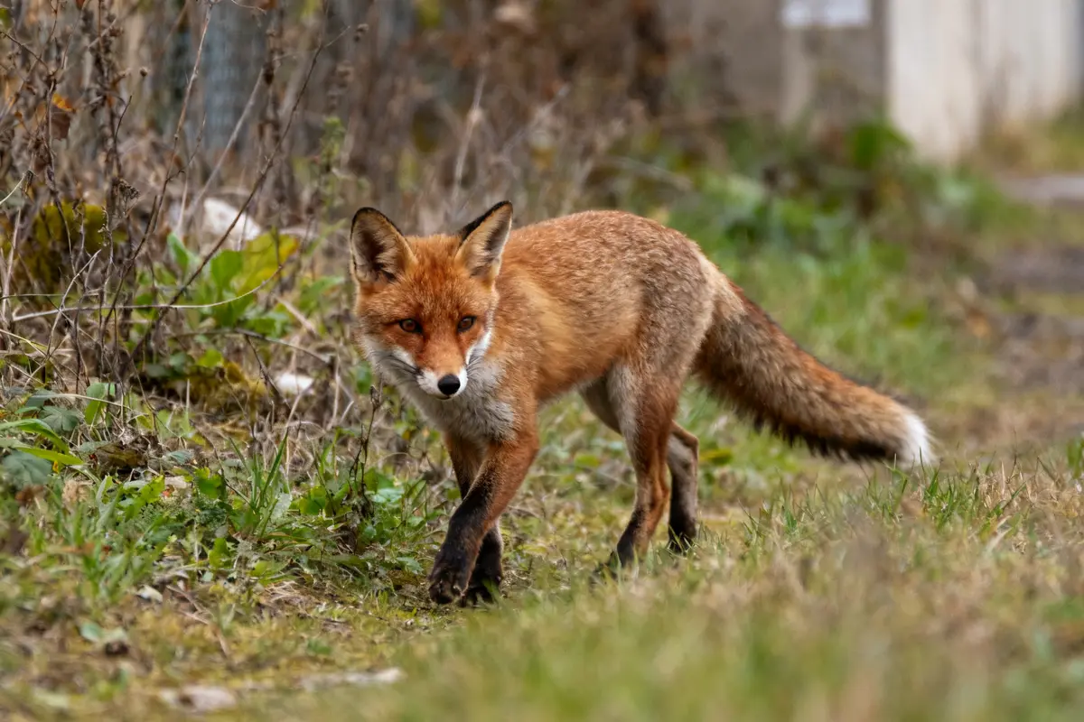Animal renard roux marchant dans un sous-bois verdoyant en pleine nature