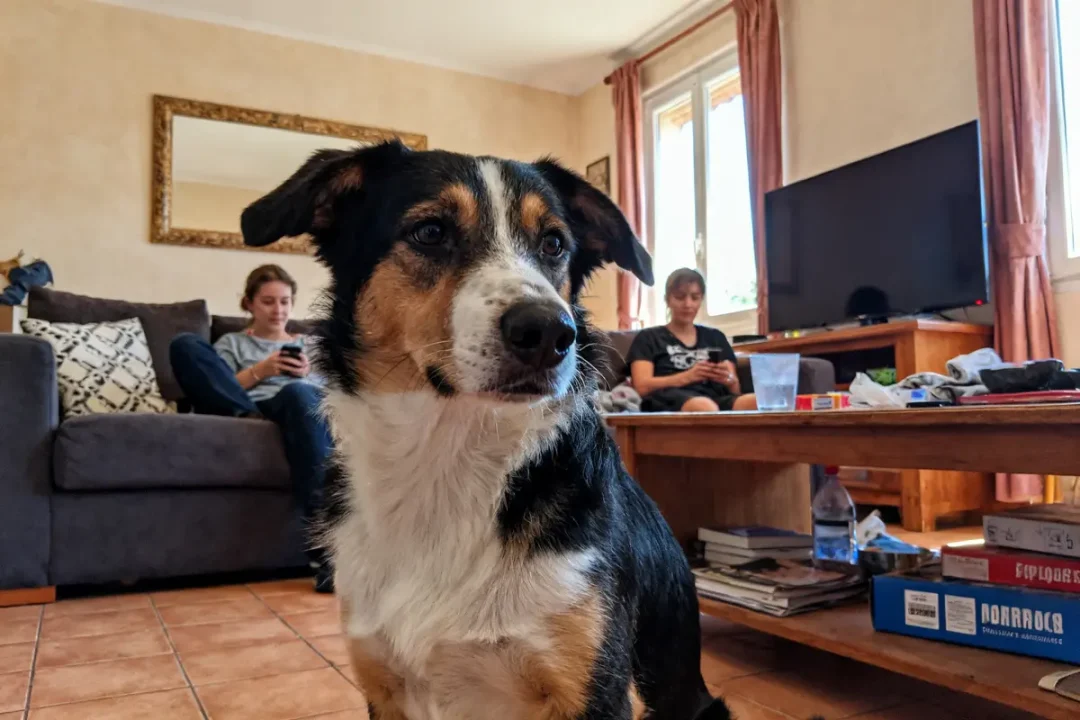 Chien de famille dans le salon avec deux personnes assises sur le canapé.