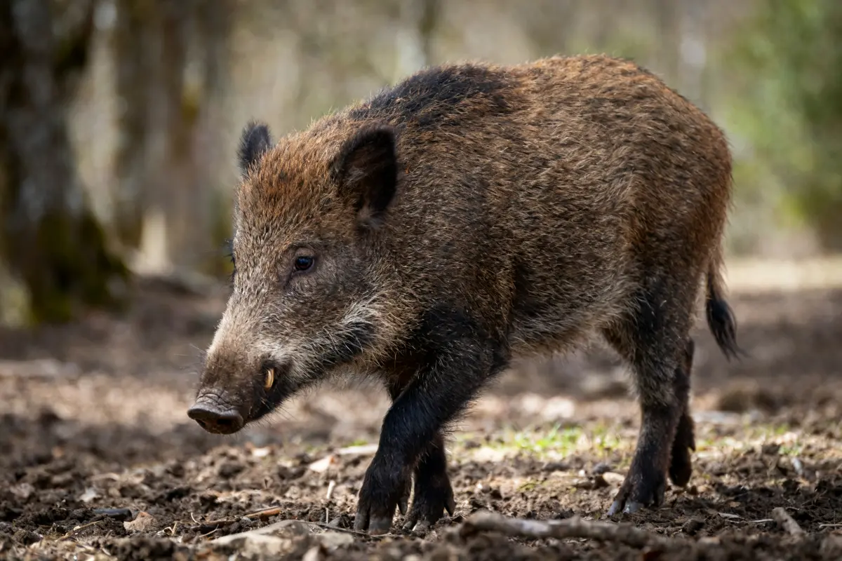 Cochon sauvage marchant dans la forêt sur sol terreux en pleine nature