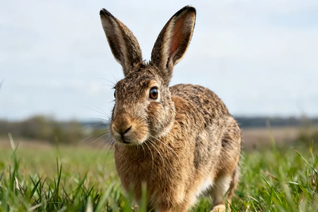 Lapin dans un champ verdoyant montrant comment voit un lapin face à la nature