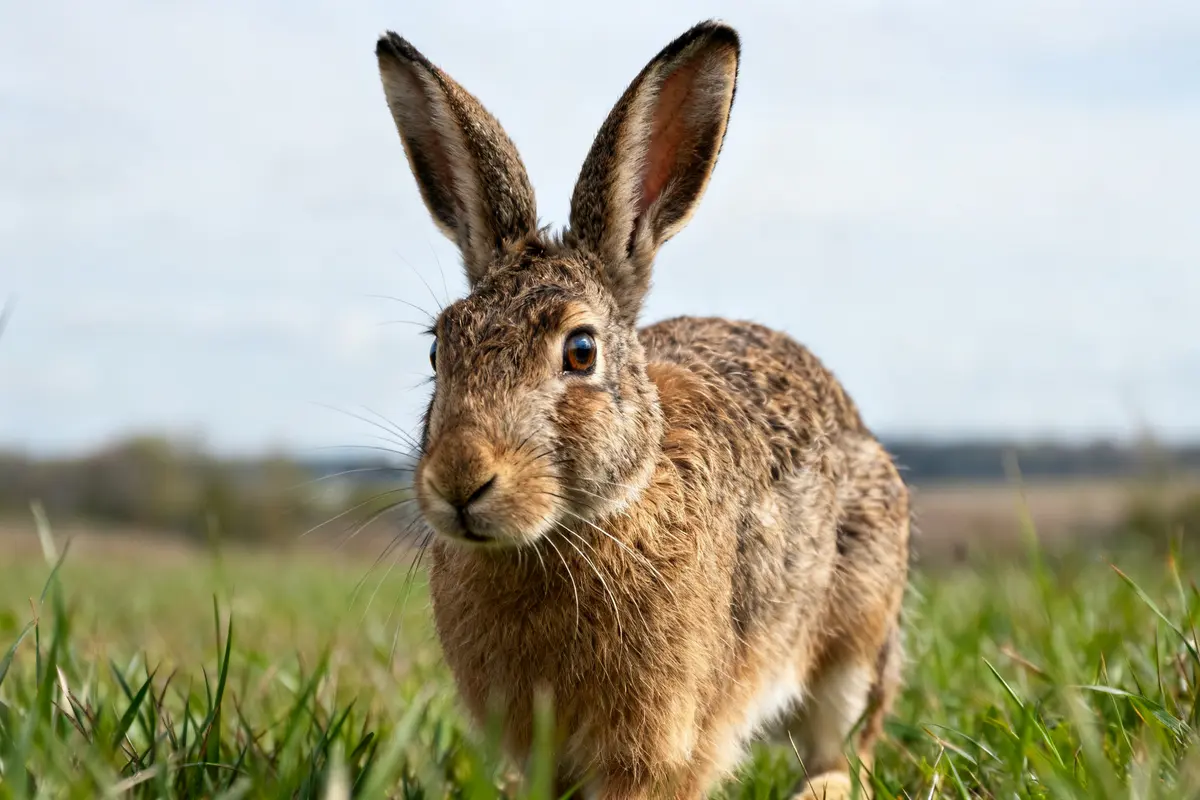 Lapin dans un champ verdoyant montrant comment voit un lapin face à la nature