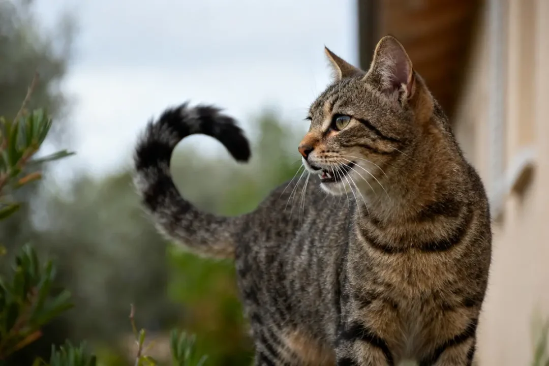 Chat tigré observant son environnement en plein air comportement du chat attentif et curieux