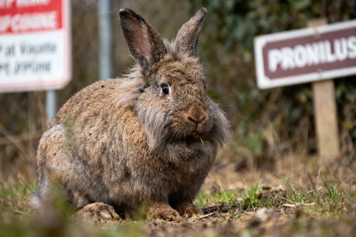 Flemish giant rabbit brun assis dans l'herbe près de panneaux de signalisation