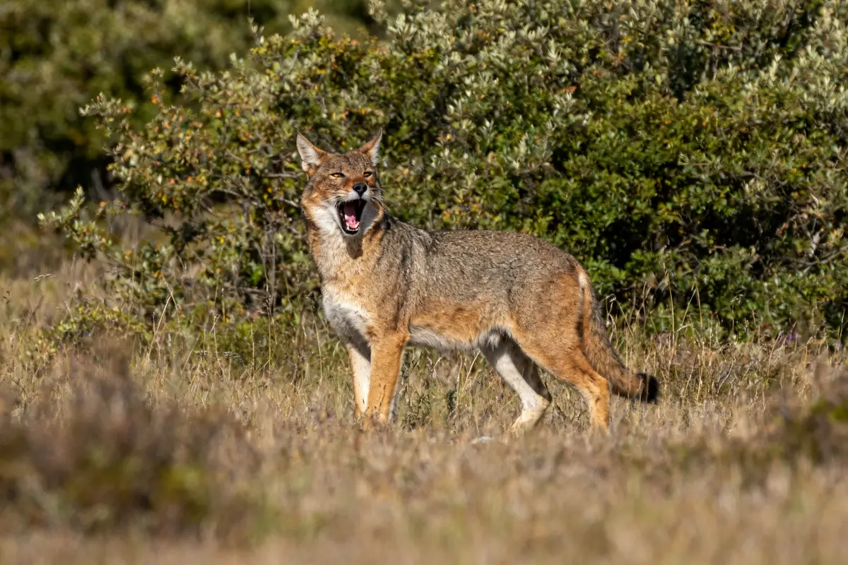 Coyote hurlant dans la nature, près des buissons, représentant jars animal en milieu sauvage