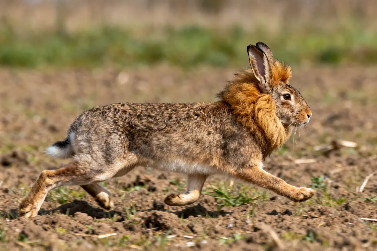 Lapin à tête de lion courant dans un champ terreux avec pelage brun et orange