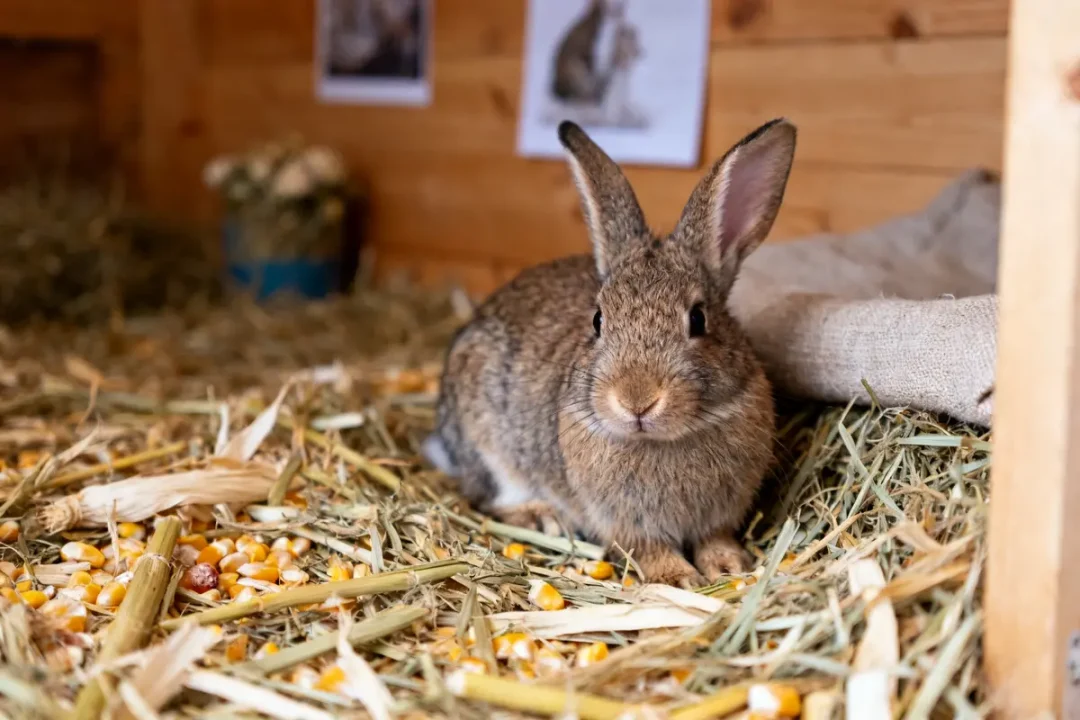 Lapin marron sur litière de lapin faite de paille et maïs dans un clapier