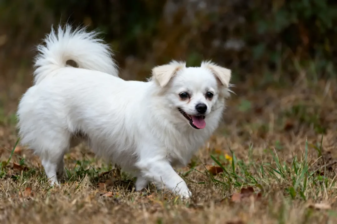 Petit chien blanc souriant marchant joyeusement sur l'herbe sèche avec queue enroulée