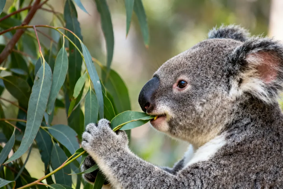 Koala mangeant des feuilles d'eucalyptus répondant à la question que mange le koala