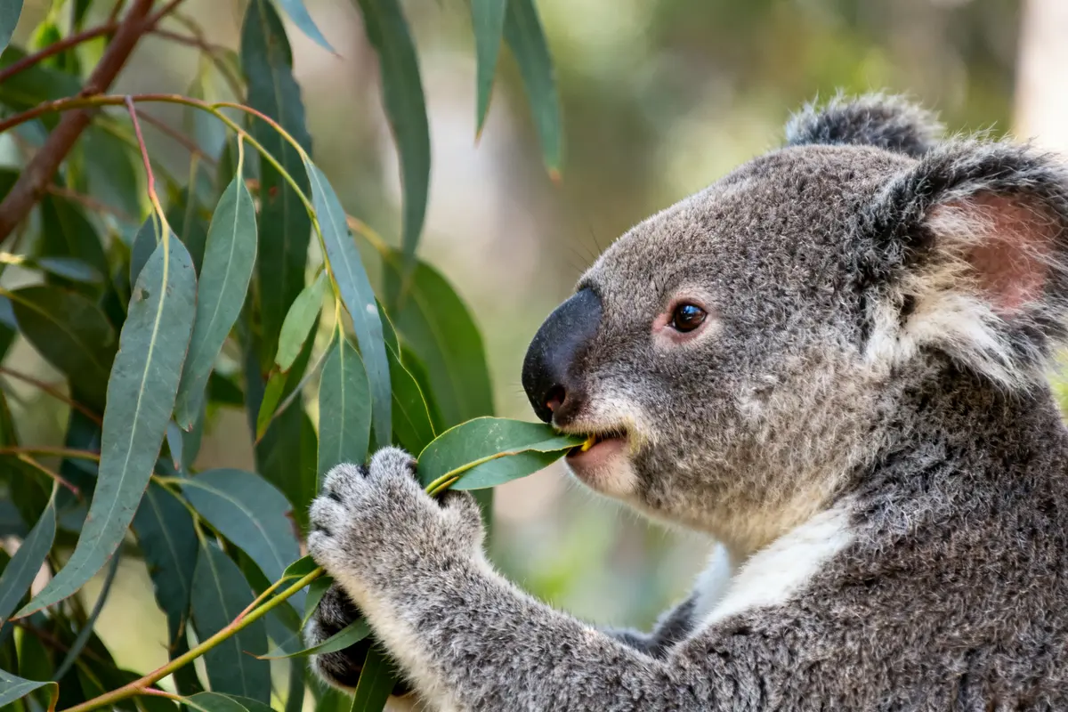 Koala mangeant des feuilles d'eucalyptus répondant à la question que mange le koala