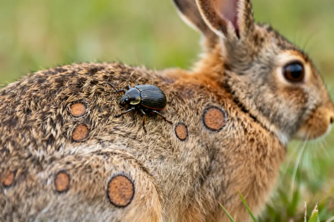 Lapin avec des lésions circulaires causées par la teigne du lapin et un coléoptère noir